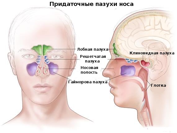 фронтит